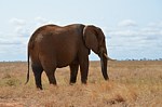 Safari Kenya 0290.jpg
